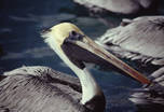 Pelicans at Sailfish Marina